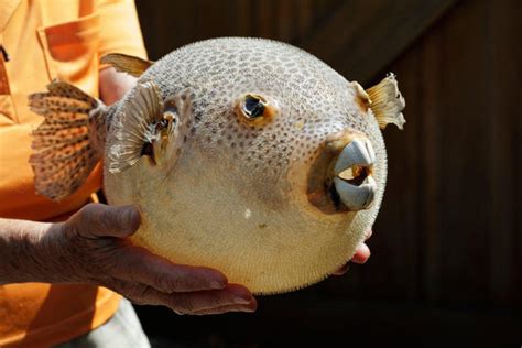 fugu fish|Fugu: The Famed Fish For Bold Culinar.